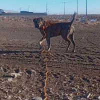 حیوان|سگ|چناران, |دیوار