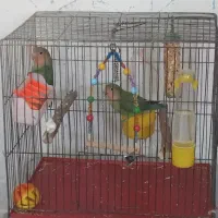 یک جفت طوطی برزیلی