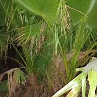 نخل پالم تنه قرمز واشنگتن ۷ماهه و ۳ساله|خدمات باغبانی و درختکاری|لیکک, |دیوار