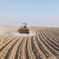 زمین کشاورزی اجاره داده می‌شود|اجارهٔ دفتر صنعتی، کشاورزی، تجاری|رامشیر, |دیوار