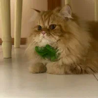 گربه پرشین گارفیلدی|گربه|تبریز, |دیوار