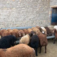 همو و هترو|حیوانات مزرعه|شیروان (خراسان), |دیوار