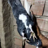 نر پلنگ|پرنده|کرمان, |دیوار