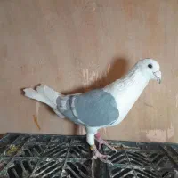 کبوتر