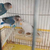 کوتوله|پرنده|سمیرم, |دیوار