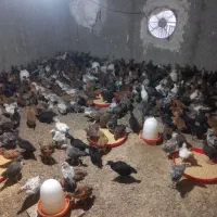 جوجه محلی نیمچه محلی سرحال و سالم واکسن زده