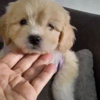 واگذاری توله های پامرین|سگ|فردیس, فردیس|دیوار