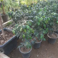 کافه گل ها|گل و گیاه طبیعی|کرج, اصفهانی‌ها|دیوار