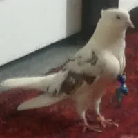 کبوتر