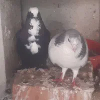 کبوتر