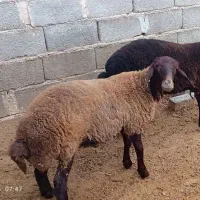 بره ماده هترو و بره نر هترو