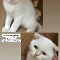 توله اسکاتیش فولد ۲ ماهه|گربه|گناباد, |دیوار