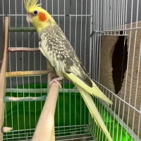 یکجفت طوطی عروس مولد