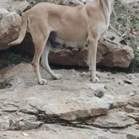 واگذاری ماده سرابی