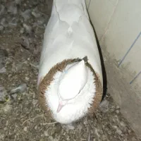 کبوتر