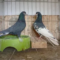 کبوتراباده|پرنده|آباده, |دیوار