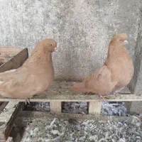 فروش یک جفت کبوتر زرد قناری ریزه نوک|پرنده|خرمدره, |دیوار