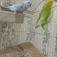 یک جفت مرغ عشق و عروس|پرنده|تربتحیدریه, سرمحله|دیوار