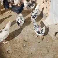 فروش مرغ و دستگاه جوجه کشی