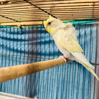 مرغ عشق پروانه ای|پرنده|بندر ماهشهر, |دیوار