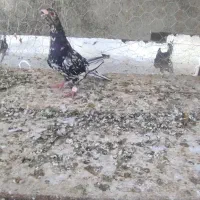 سرور نردورگ مست معاوضه با جفت دم سفید