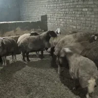 گوسفند داشتی