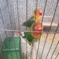 طوطی(کوتوله)برزیلی