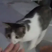 گربه گم شده در ابهر حوالی ثبت احوال کوچه خانصنمی|گربه|ابهر, |دیوار