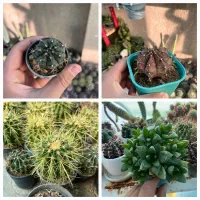 کاکتوس قیمت عالی با تخفیف