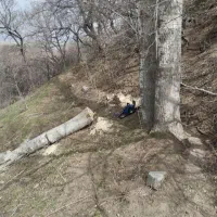 خرید چوب  قلمه زرد آلو ...