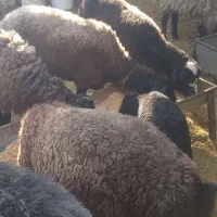 میش وشیشک  بره داروقوچ