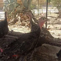 بوقلمون محلی