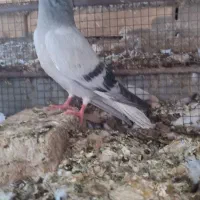 پرنده