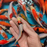 پک ماهی کوی صد در صد نژاد|ماهی|خمینی‌شهر, |دیوار