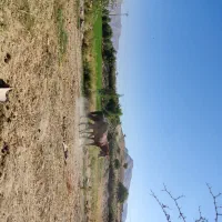 اسب دره شوری وکرد هردو نرهستن