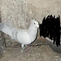 مصری کرمانی کاکلی