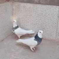 ۸ تا بهبونی|پرنده|شیراز, گچی|دیوار
