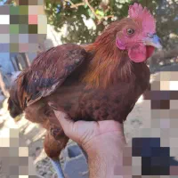 مرغ خروس لاری|حیوانات مزرعه|جغتای, |دیوار