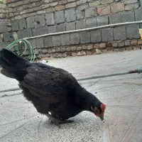 دو عدد خروس و یک مرغ|پرنده|ایلام, |دیوار