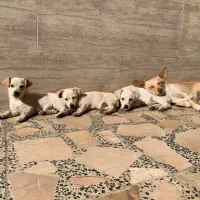 واگذاری توله سگ اشپیتز|سگ|قائمشهر, |دیوار