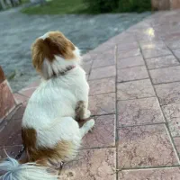 گم شده حیوانات|حیوانات|مشهد, خواجه ربیع|دیوار