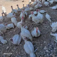 بوقلمون بیوتی 6 فوق سنگین