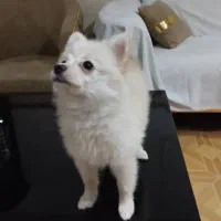 پامرانین روباهی واکسیناسیون شده