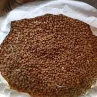 نخودزردوسفیددرجهیکقیمتسفید۱۴۰ زرد۱۳۰|خوردنی و آشامیدنی|شادیان, |دیوار