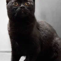 گربه بریتیش  ۷ ماهه ماده