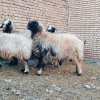 میش قوچ بره|حیوانات مزرعه|یاسوج, |دیوار