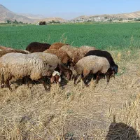 2 راس کاور نر گوشتی