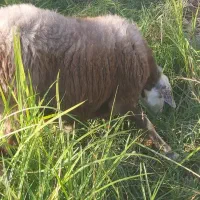 گوسفند میش آبستن داشتی جنس دار تاب افشار|حیوانات مزرعه|دابودشت, |دیوار