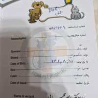 سامویر   نر ۲ ساله اسم بلفی  شناسنامه دار|سگ|سیراف, |دیوار