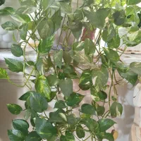 انواع گل های اپارتمانی